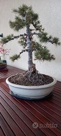 Bonsai cedro del libano
