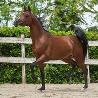 Disponibile puledro arabo