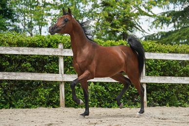Disponibile puledro arabo