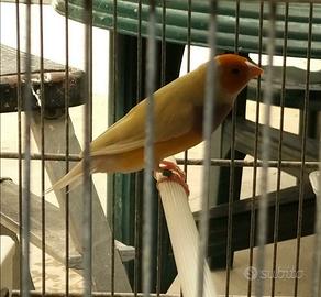 Diamanti di gould 2026