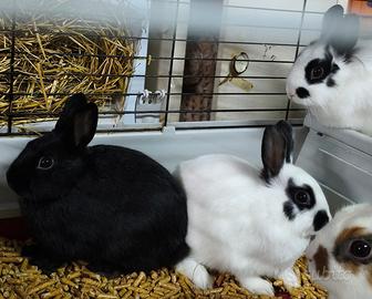 Testa di Leone - Coniglietto o Coniglietta nana