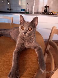 Gattina razza certosino 