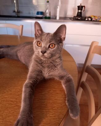 Gattina razza certosino 