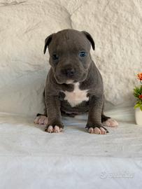 American Pitbull terrier