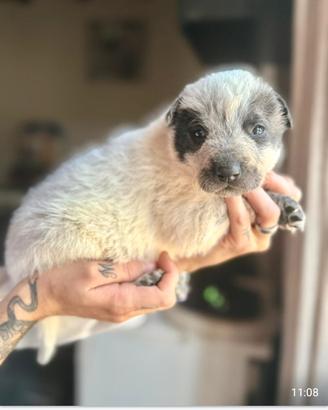 Cuccioli di maremmano/Pitbull