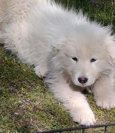 Pastore Abruzzese Maremmano