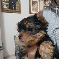 Yorkshire terrier Toy