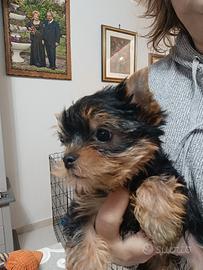 Yorkshire terrier Toy