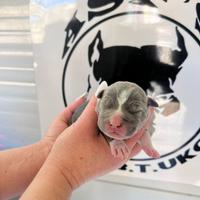 American pitbull terrier Ukc