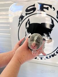 American pitbull terrier Ukc