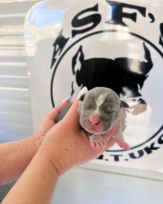 American pitbull terrier Ukc