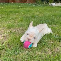 Bulldog francese cuccioli esotici new shead