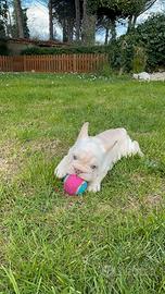 Bulldog francese cuccioli esotici new shead