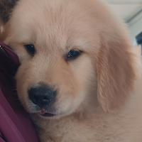 Cuccili di gogen retriver americano