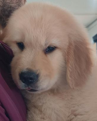 Cuccili di gogen retriver americano