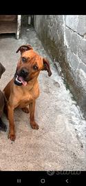 cucciolone di Cane corso