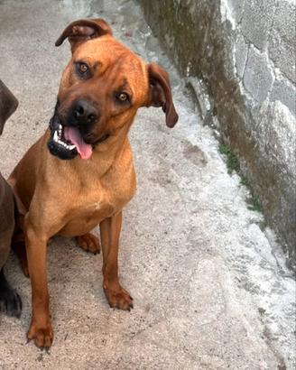 cucciolone di Cane corso