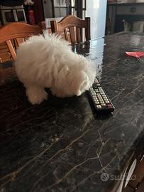 Animali