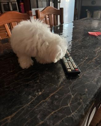 Animali