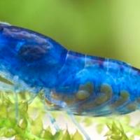 Caridine blu dream