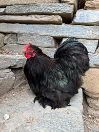 Galli cocincina nana