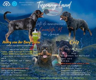 Cuccioli di Rottweiler con Pedigree