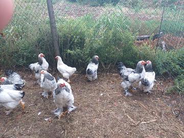Galli e galline brahma gigante bianco