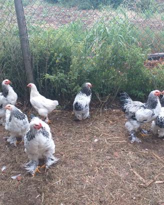 Galli e galline brahma gigante bianco