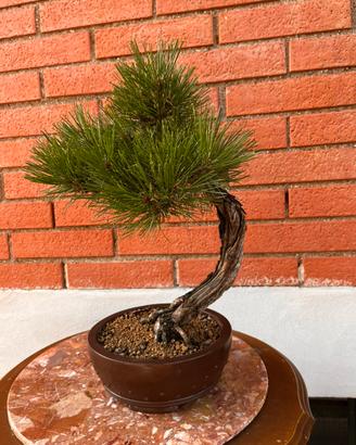 Bonsai Pino Nero