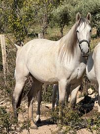 Puledra andalusa