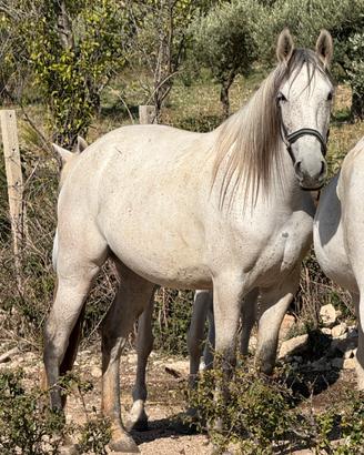 Puledra andalusa