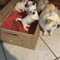 Chihuahua 60 giorni con vaccino