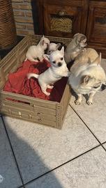 Chihuahua 60 giorni con vaccino