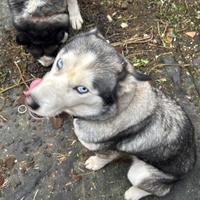 Cuccioli di 3anni Husky siberiano