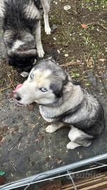 Cuccioli di 3anni Husky siberiano