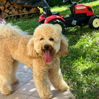 Barboncino Nano con Pedigree ENCI per monta