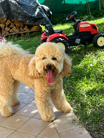 Barboncino Nano con Pedigree ENCI per monta