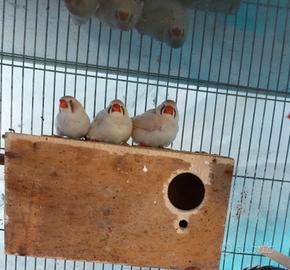 Diamanti mandarini olandesi