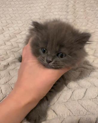 Gattini British Longhair feminine