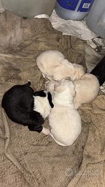 Border collie cuccioli