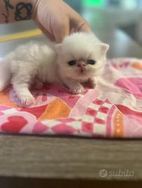Gatto persiano