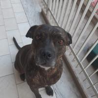 Simil amstaff femmina