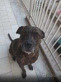 Simil amstaff femmina