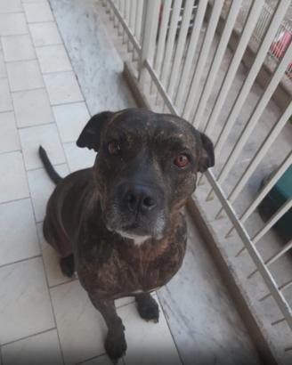 Simil amstaff femmina