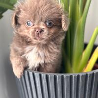 Chihuahua lilac pelo lungo