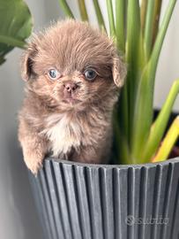 Chihuahua lilac pelo lungo