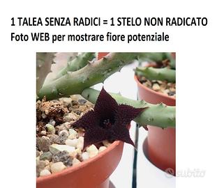 1 singolo stelo NON radicato huernia Pendula