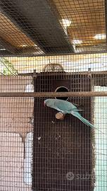 Parrocchetto dal collare