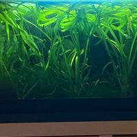 Vallisneria