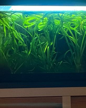 Vallisneria